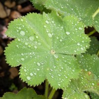 Garden Alchemilla